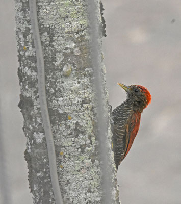 Blood-colored Woodpecker