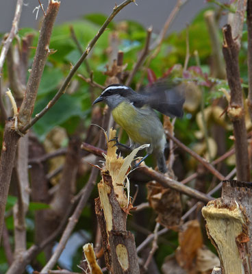 Bananaquit