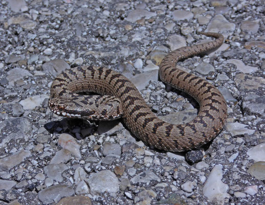Bosnische adder (Vipera berus bosniensis)