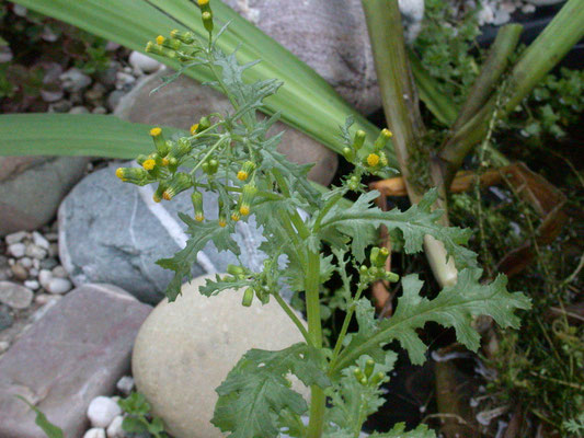 Senecio vulgaris - Klein kruiskruid