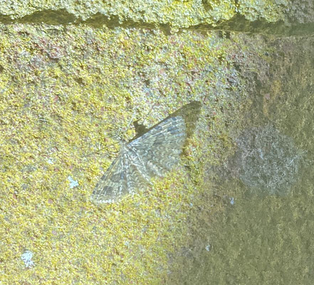 Alucita hexadactyla - Waaiermot