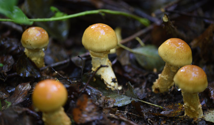 Cortinarius triumphans - Prachtgordijnzwam