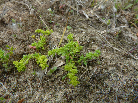 Herniaria glabra - Kaal breukkruid