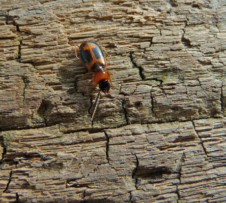 Badister lacertosus