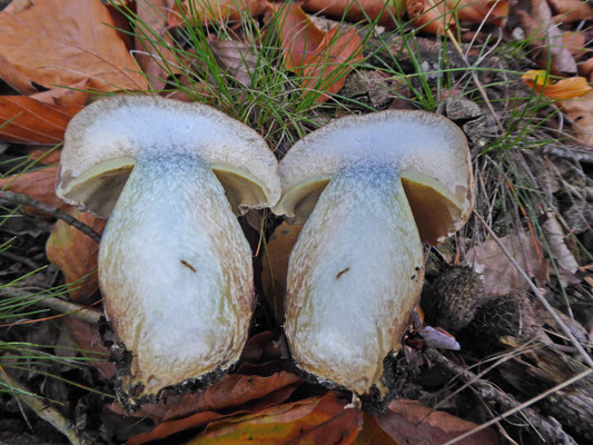 Caloboletus calopus - Pronksteelboleet