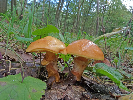 Suillus grevillei - Gele ringboleet