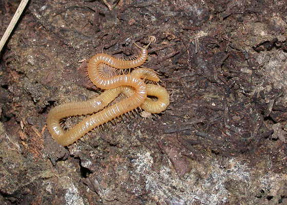 Necrophloeophagus longicornis