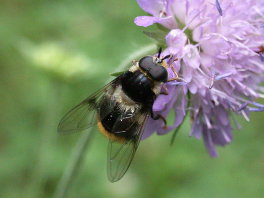 Eriozona syrphoides- Bontzweefvlieg