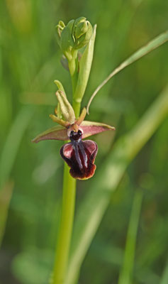 Ophrys mammosa