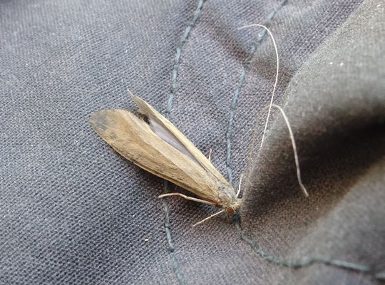 Ceraclea senilis