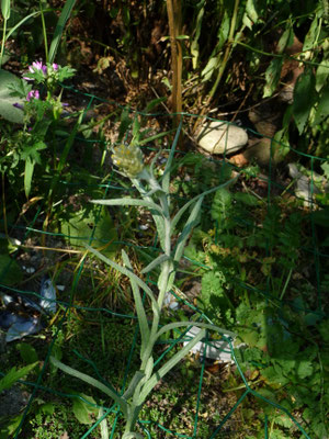 Gnaphalium luteum-album - Bleekgele droogbloem