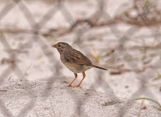 Grassland Sparrow