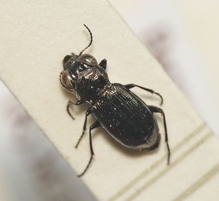 Notiophilus palustris - Moerasspiegelloopkever
