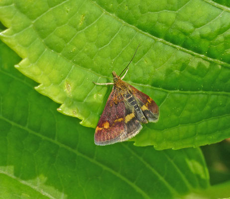 Pyrausta aurata - Muntvlindertje