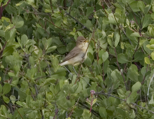 Orpheusspotvogel