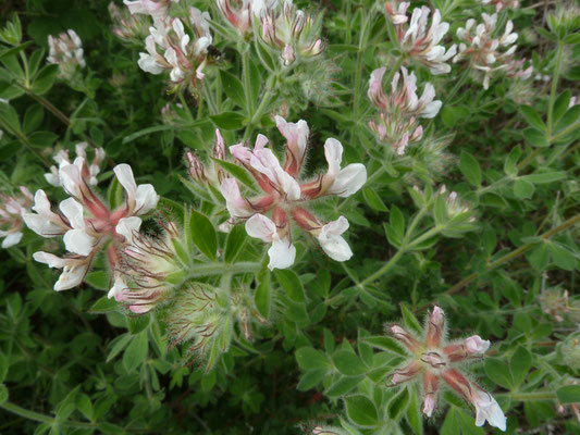 Dorycnium graecum