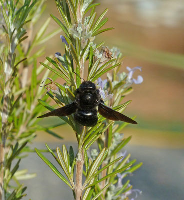 Xylopa violacea - Glanzende houtbij
