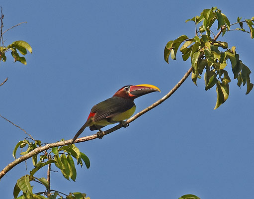 Green Aracari