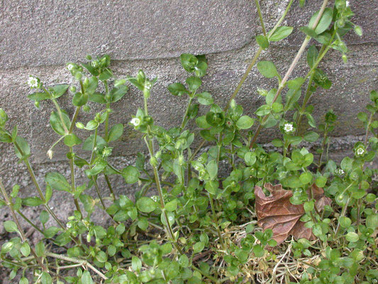 Stellaria media - Vogelmuur