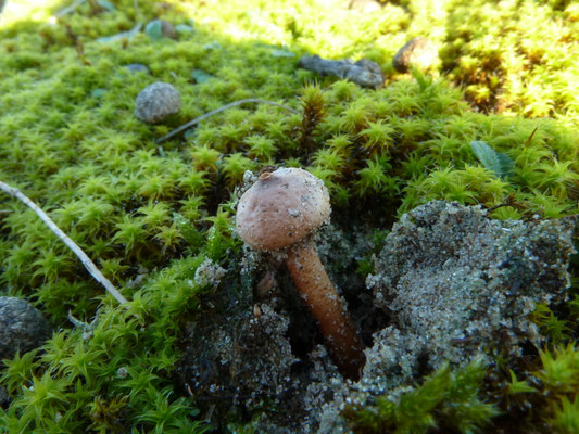 Tulostoma brumale - Gesteelde stuifbal