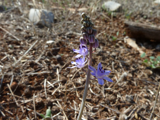Scilla autumnalis - Herfststerhyacinth
