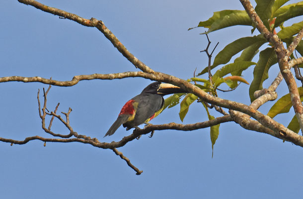 Black-necked Aracari