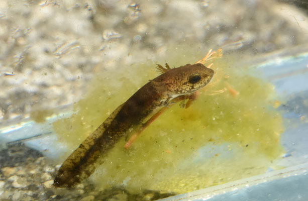 Vuursalamander, larve