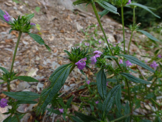 Galeopsis angustifolia - Smalle raai