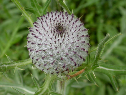 Cirsium eriophorum - Wollige distel