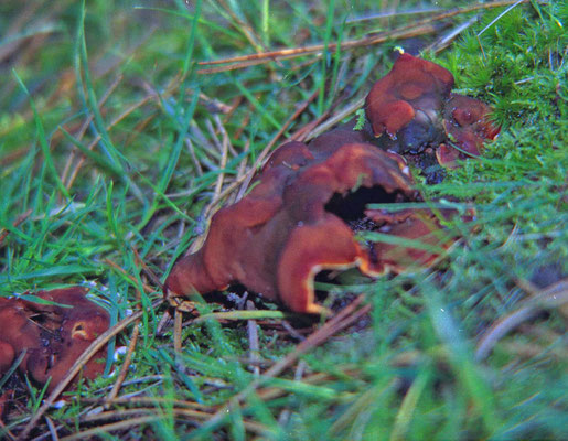 Rhizina undulata - Oliebolzwam