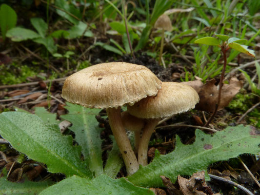Inocybe lacuginosa sl - wolvezelkop
