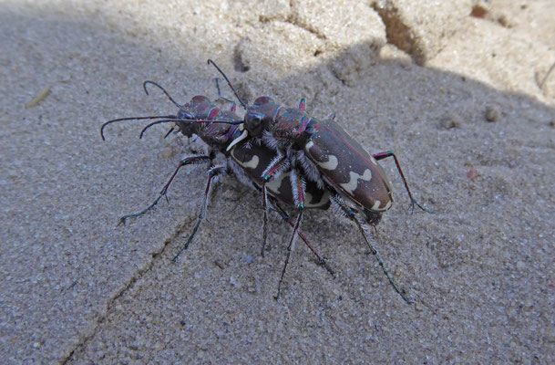 Cicindela hybrida (bastaardzandloopkever)