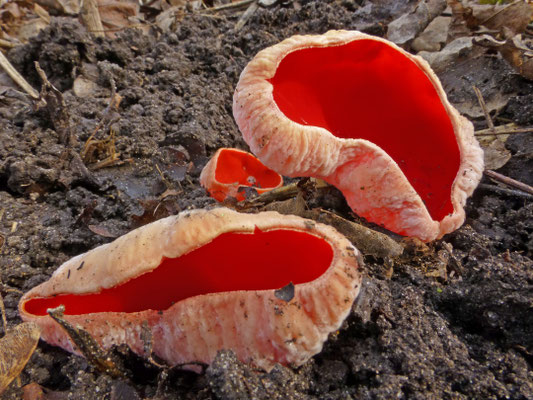 Sarcoscypha austriaca - Krulhaarkelkzwam