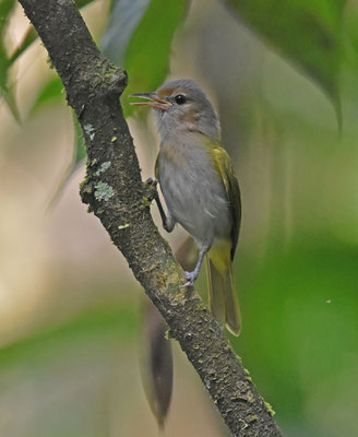 Buff-cheeked Greenlet
