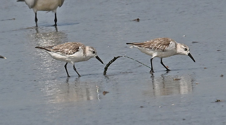 Calidris alba - Sanderling