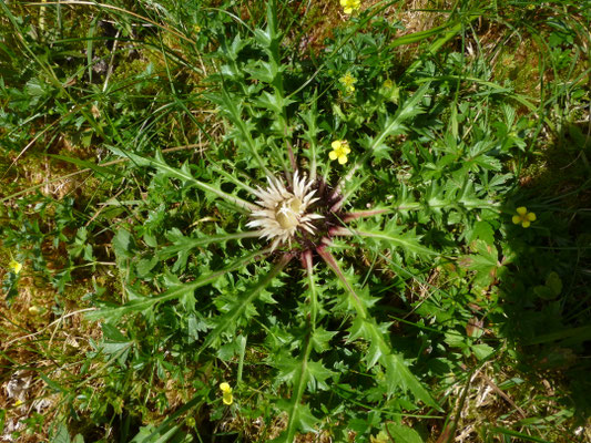 Carlina acanthifolia