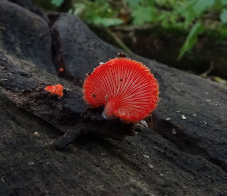 Crepidotus cinnabarinus - Rood oorzwammetje