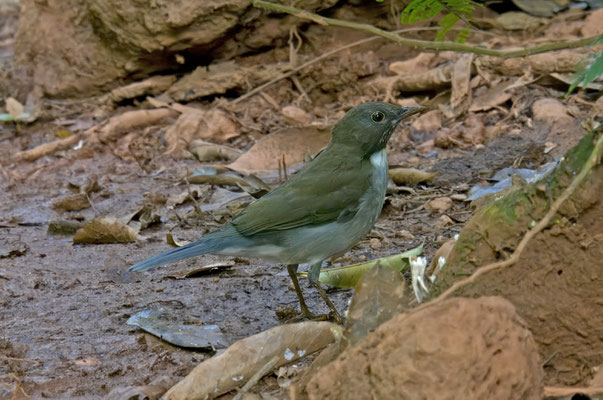 White-necked Thrush