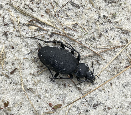 Carabus coriaceus - Lederschallebijter
