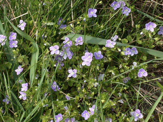 Veronica filiformis - Draadereprijs