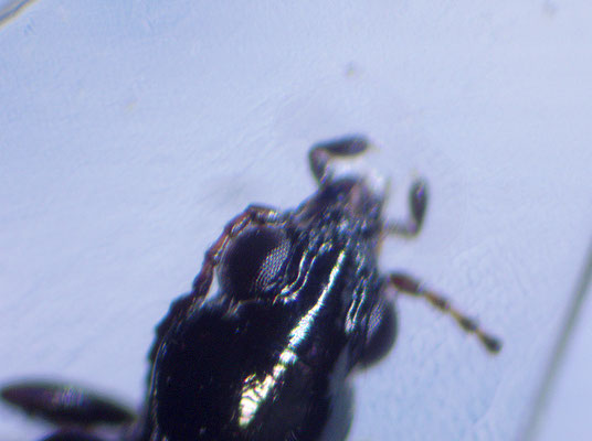 Bembidion tenellum
