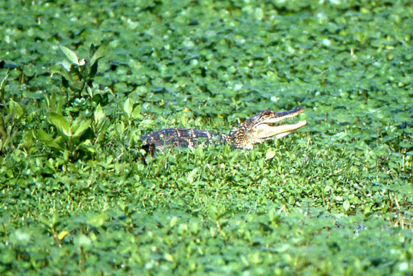 Alligator