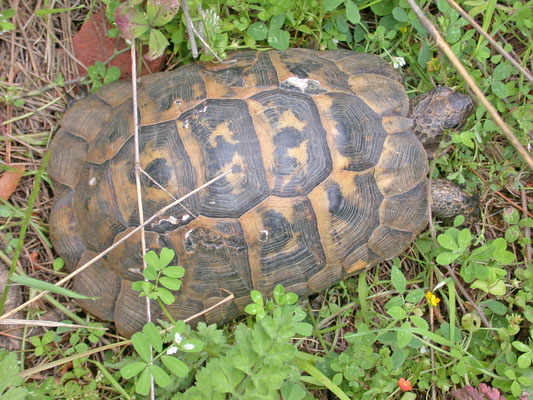 Testudo graeca