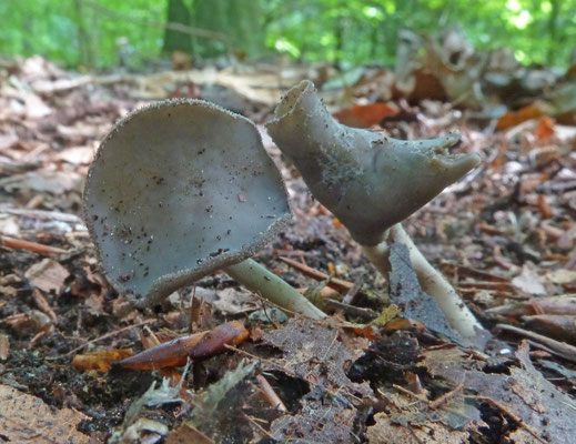 Helvella macropus - Schotelkluifzwam