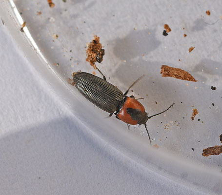 Cardiophorus discicollis
