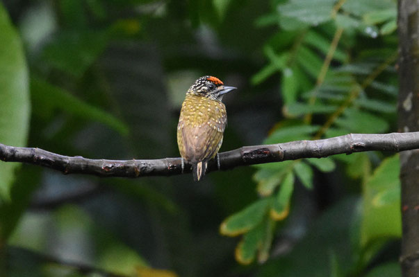 Golden-spangled Piculet