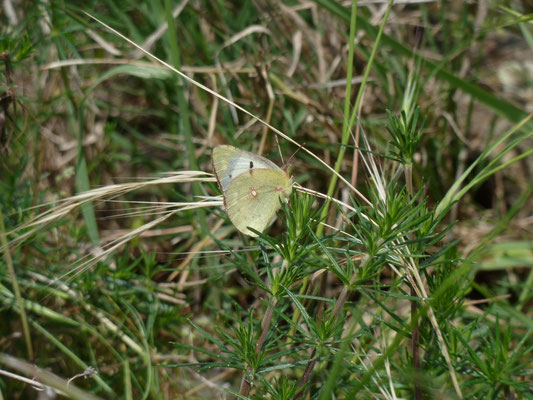 Colias croceus forma helice