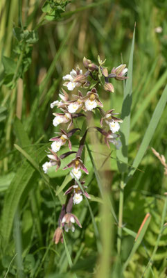 Moeraswespenorchis