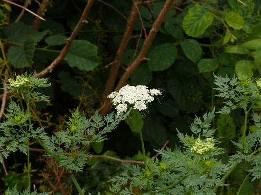 Aethusa cynapium - Hondspeterselie