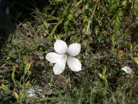 Linum suffroticosum